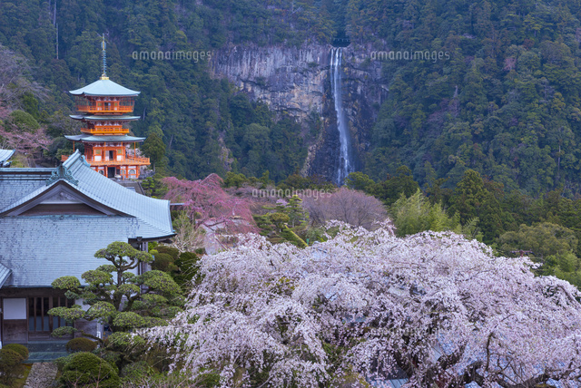 桜と青岸渡寺三重塔と那智の滝
(c)YOSHITSUGU NISHIGAKI/SEBUN PHOTO