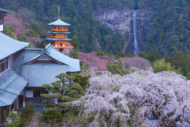 桜と青岸渡寺三重塔と那智の滝
(c)YOSHITSUGU NISHIGAKI/SEBUN PHOTO