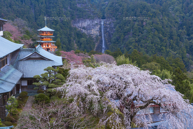 桜と青岸渡寺三重塔と那智の滝
(c)YOSHITSUGU NISHIGAKI/SEBUN PHOTO