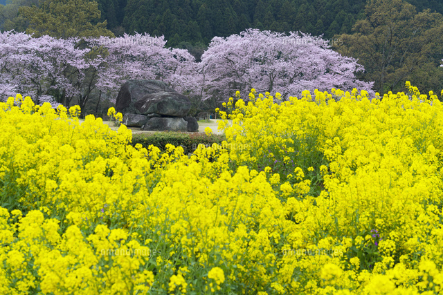 桜咲く石舞台古墳
(c)YOSHITSUGU NISHIGAKI/SEBUN PHOTO