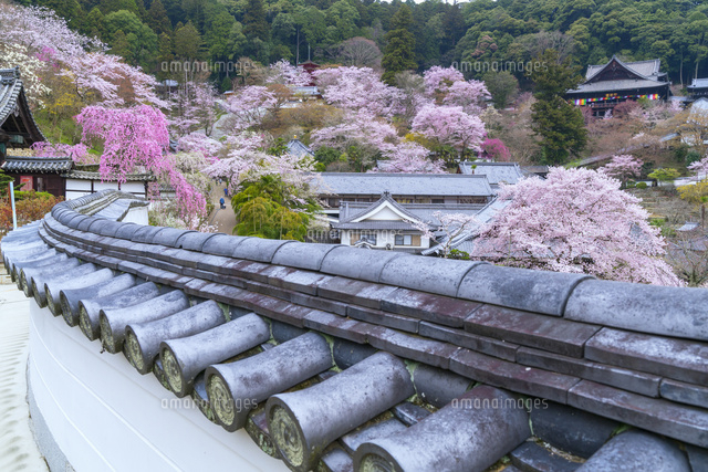 桜咲く長谷寺
(c)YOSHITSUGU NISHIGAKI/SEBUN PHOTO