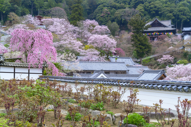 桜咲く長谷寺
(c)YOSHITSUGU NISHIGAKI/SEBUN PHOTO