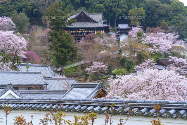 桜咲く長谷寺
(c)YOSHITSUGU NISHIGAKI/SEBUN PHOTO