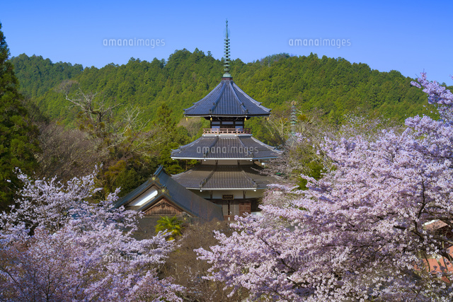 桜と妙法殿,吉野山
(c)YOSHITSUGU NISHIGAKI/SEBUN PHOTO