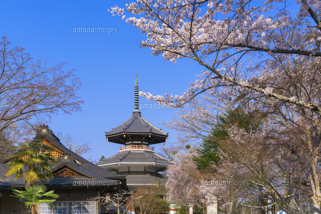 桜と妙法殿,吉野山
(c)YOSHITSUGU NISHIGAKI/SEBUN PHOTO