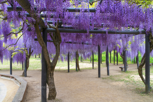 白井大町藤公園
(c)YOSHITSUGU NISHIGAKI/SEBUN PHOTO