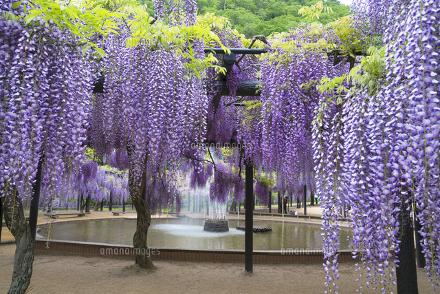 白井大町藤公園
(c)YOSHITSUGU NISHIGAKI/SEBUN PHOTO