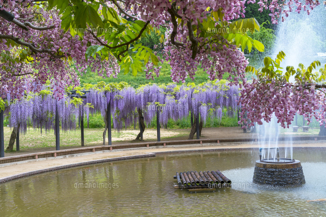 白井大町藤公園
(c)YOSHITSUGU NISHIGAKI/SEBUN PHOTO