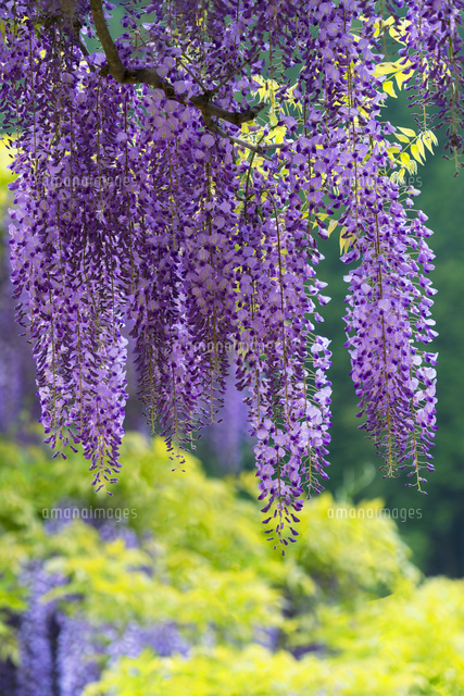 白井大町藤公園
(c)YOSHITSUGU NISHIGAKI/SEBUN PHOTO