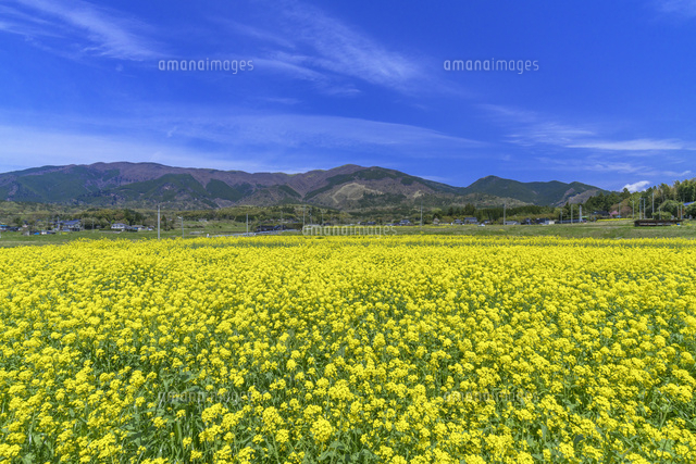 ナノハナ畑と那岐山
(c)YOSHITSUGU NISHIGAKI/SEBUN PHOTO