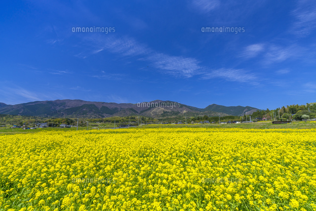 ナノハナ畑と那岐山
(c)YOSHITSUGU NISHIGAKI/SEBUN PHOTO