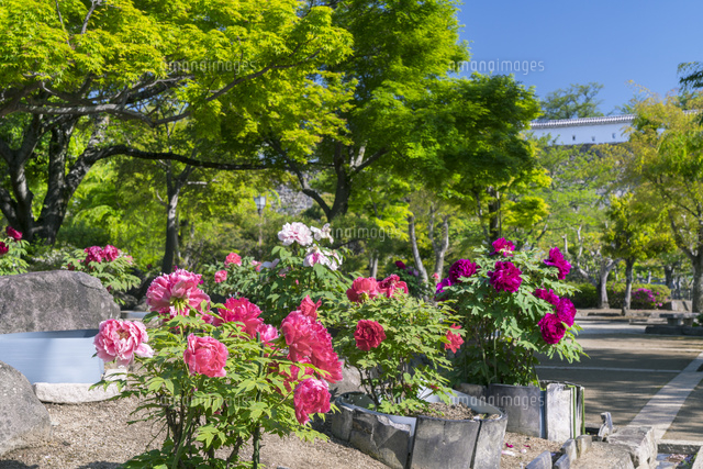 千姫ぼたん園
(c)YOSHITSUGU NISHIGAKI/SEBUN PHOTO