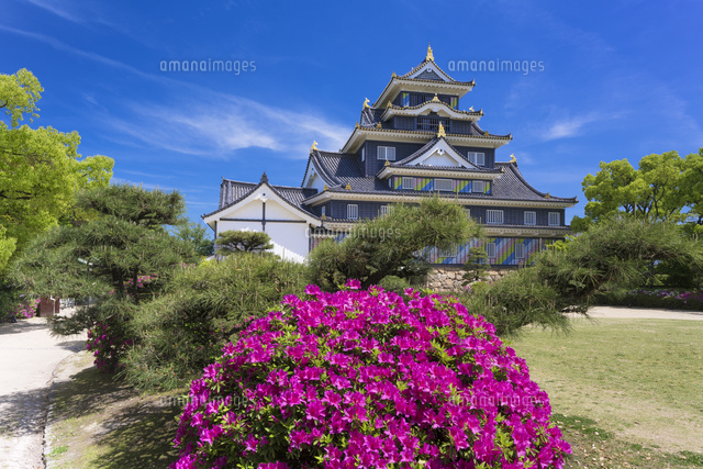 ツツジと岡山城
(c)YOSHITSUGU NISHIGAKI/SEBUN PHOTO