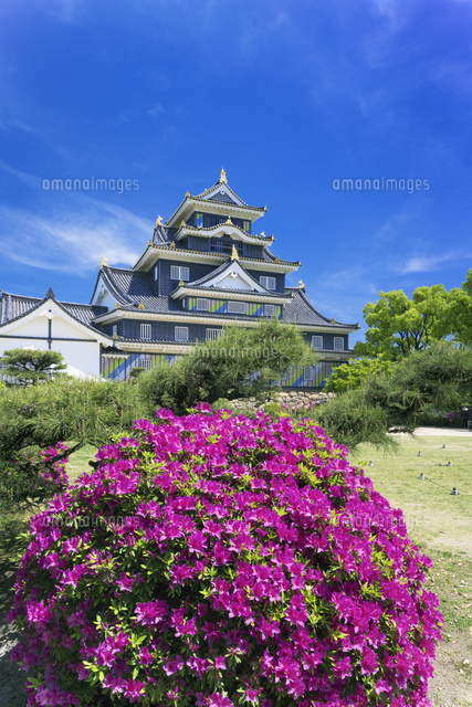 ツツジと岡山城
(c)YOSHITSUGU NISHIGAKI/SEBUN PHOTO