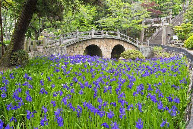 カキツバタ咲く菅原神社
(c)YOSHITSUGU NISHIGAKI/SEBUN PHOTO
