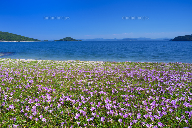 ハマヒルガオ咲くオリーブ浜
(c)YOSHITSUGU NISHIGAKI/SEBUN PHOTO