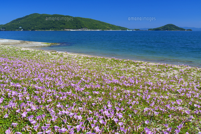 ハマヒルガオ咲くオリーブ浜
(c)YOSHITSUGU NISHIGAKI/SEBUN PHOTO