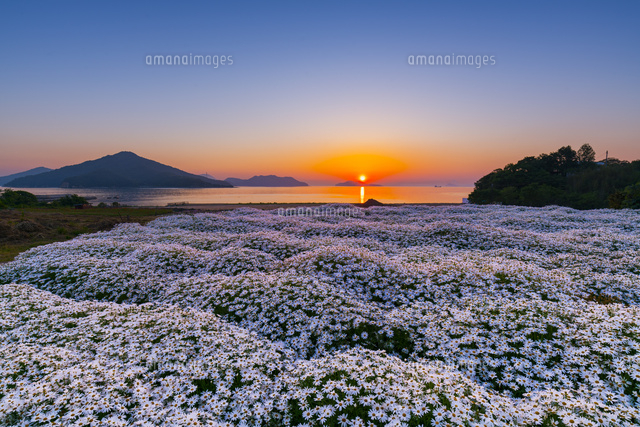 朝のマーガレット畑と粟島
(c)YOSHITSUGU NISHIGAKI/SEBUN PHOTO