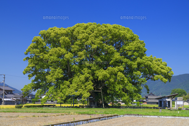加茂の大楠
(c)YOSHITSUGU NISHIGAKI/SEBUN PHOTO