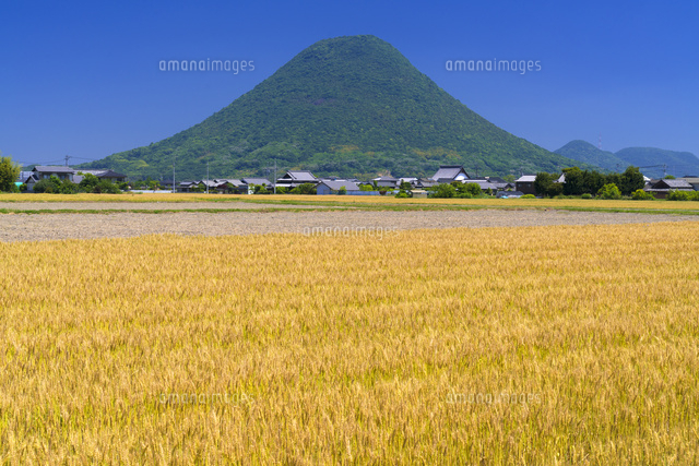 麦畑と讃岐富士
(c)YOSHITSUGU NISHIGAKI/SEBUN PHOTO