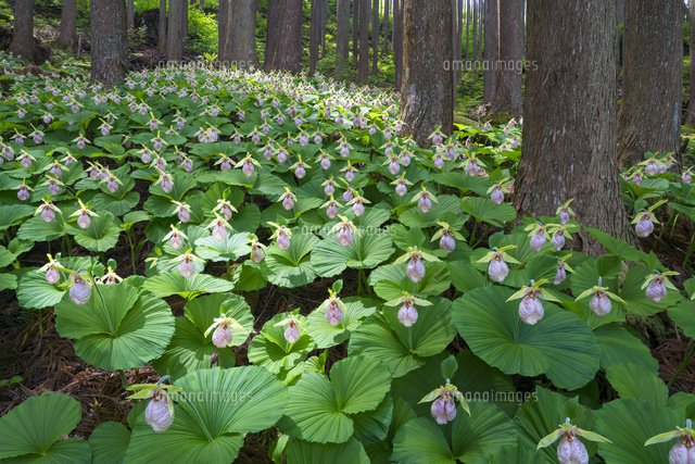 クマガイソウの群生
(c)YOSHITSUGU NISHIGAKI/SEBUN PHOTO