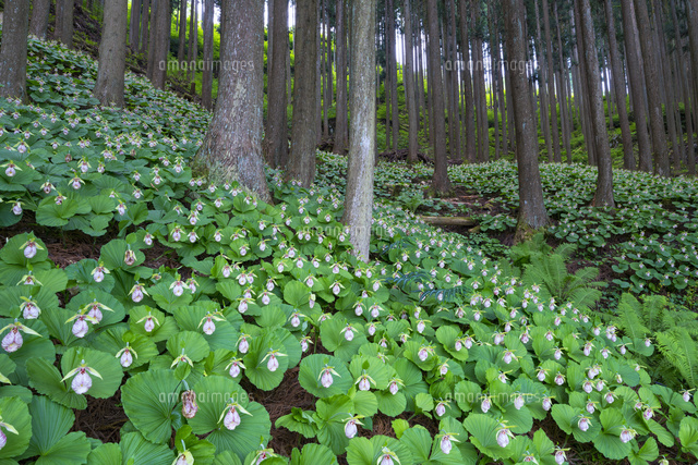 クマガイソウの群生
(c)YOSHITSUGU NISHIGAKI/SEBUN PHOTO