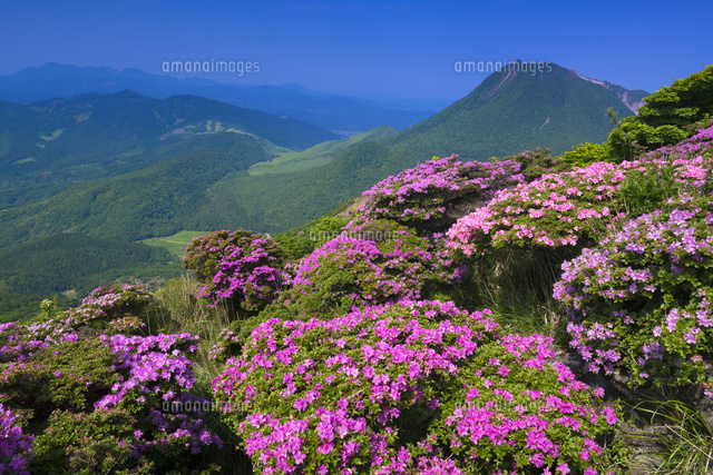 ミヤマキリシマ咲く鶴見岳より由布岳
(c)YOSHITSUGU NISHIGAKI/SEBUN PHOTO