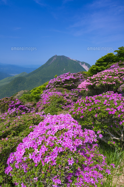 ミヤマキリシマ咲く鶴見岳より由布岳
(c)YOSHITSUGU NISHIGAKI/SEBUN PHOTO