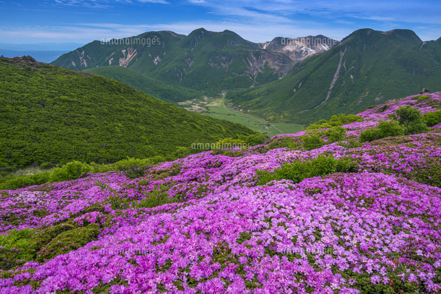 ミヤマキリシマ咲く平治岳よりくじゅう連山
(c)YOSHITSUGU NISHIGAKI/SEBUN PHOTO