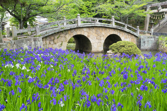 カキツバタ咲く菅原神社
(c)YOSHITSUGU NISHIGAKI/SEBUN PHOTO