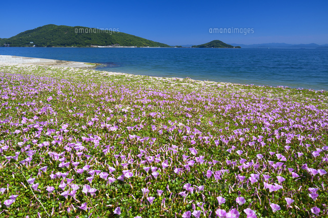ハマヒルガオ咲くオリーブ浜
(c)YOSHITSUGU NISHIGAKI/SEBUN PHOTO