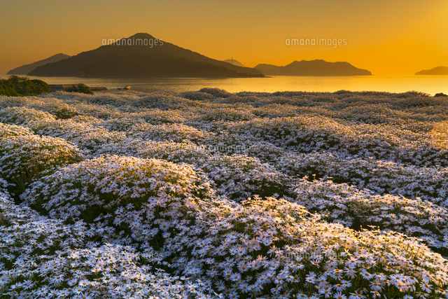 朝のマーガレット畑と粟島
(c)YOSHITSUGU NISHIGAKI/SEBUN PHOTO
