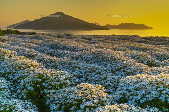 朝のマーガレット畑と粟島
(c)YOSHITSUGU NISHIGAKI/SEBUN PHOTO