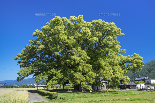 加茂の大楠
(c)YOSHITSUGU NISHIGAKI/SEBUN PHOTO