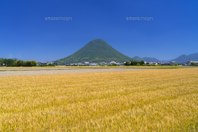 麦畑と讃岐富士
(c)YOSHITSUGU NISHIGAKI/SEBUN PHOTO