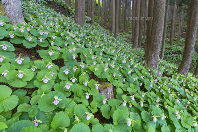 クマガイソウの群生
(c)YOSHITSUGU NISHIGAKI/SEBUN PHOTO