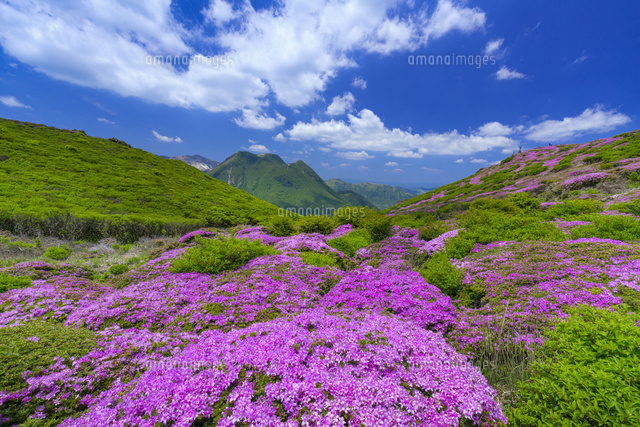 ミヤマキリシマ咲く平治岳よりくじゅう連山
(c)YOSHITSUGU NISHIGAKI/SEBUN PHOTO