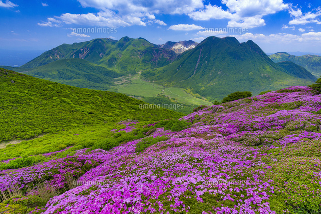 ミヤマキリシマ咲く平治岳よりくじゅう連山
(c)YOSHITSUGU NISHIGAKI/SEBUN PHOTO