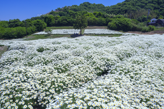マーガレット畑
(c)YOSHITSUGU NISHIGAKI/SEBUN PHOTO