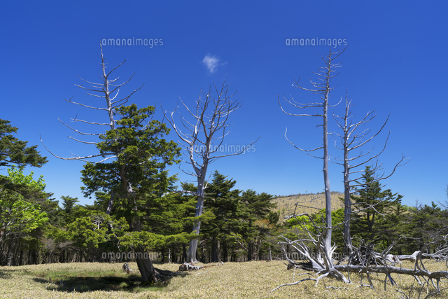 大台ヶ原
(c)YOSHITSUGU NISHIGAKI/SEBUN PHOTO