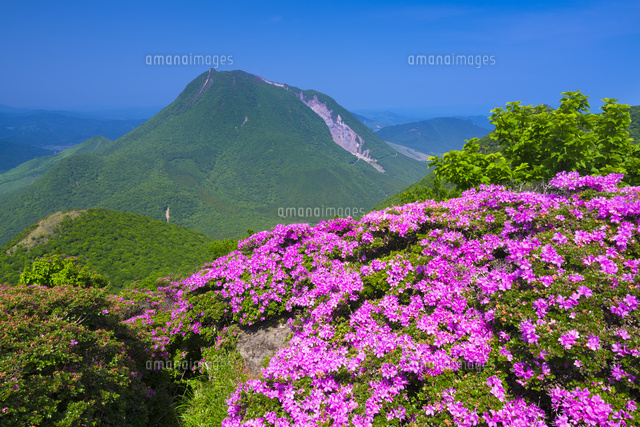 ミヤマキリシマ咲く鶴見岳より由布岳
(c)YOSHITSUGU NISHIGAKI/SEBUN PHOTO