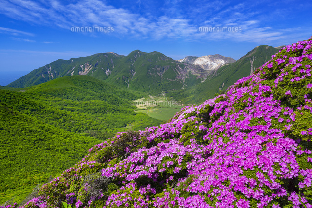 ミヤマキリシマ咲く平治岳よりくじゅう連山
(c)YOSHITSUGU NISHIGAKI/SEBUN PHOTO