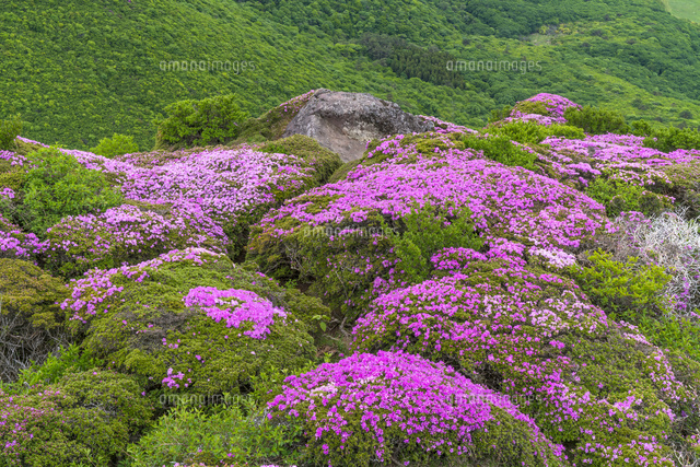 ミヤマキリシマ咲く平治岳
(c)YOSHITSUGU NISHIGAKI/SEBUN PHOTO