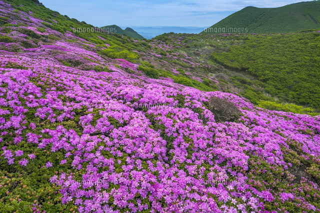 ミヤマキリシマ咲く平治岳
(c)YOSHITSUGU NISHIGAKI/SEBUN PHOTO