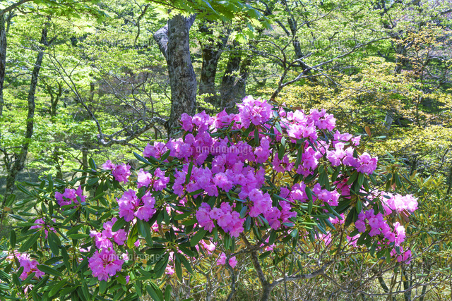 シャクナゲ咲く大台ヶ原
(c)YOSHITSUGU NISHIGAKI/SEBUN PHOTO