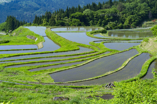 別宮の棚田
(c)YOSHITSUGU NISHIGAKI/SEBUN PHOTO