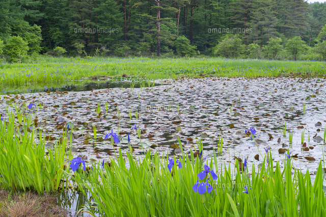 カキツバタ咲く八幡湿原
(c)YOSHITSUGU NISHIGAKI/SEBUN PHOTO