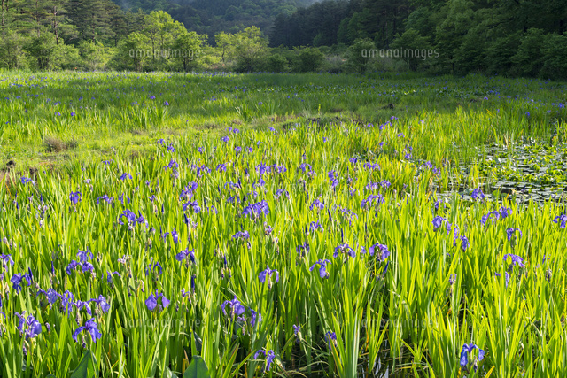カキツバタ咲く八幡湿原
(c)YOSHITSUGU NISHIGAKI/SEBUN PHOTO
