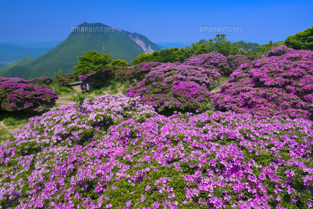 ミヤマキリシマ咲く鶴見岳より由布岳
(c)YOSHITSUGU NISHIGAKI/SEBUN PHOTO