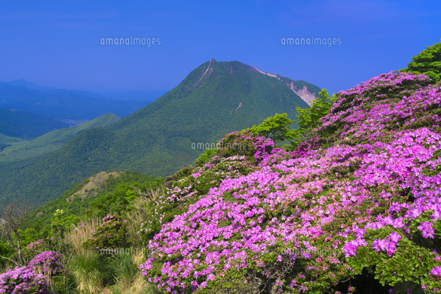ミヤマキリシマ咲く鶴見岳より由布岳
(c)YOSHITSUGU NISHIGAKI/SEBUN PHOTO